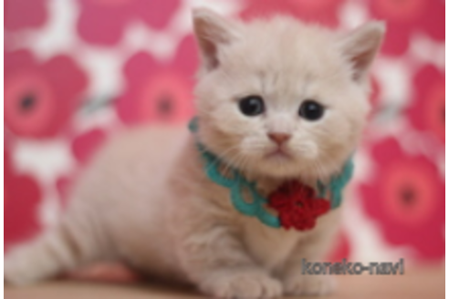 成約済の東京都のマンチカン(短足)-75061の1枚目